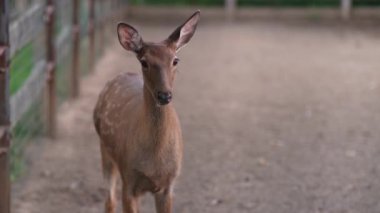 Hayvanat bahçesinde geyik, kuşhanede geyik