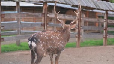 Hayvanat bahçesinde geyik, kuşhanede geyik