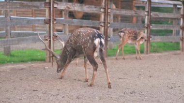 Hayvanat bahçesinde geyik, kuşhanede geyik