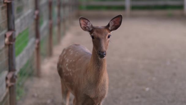 Cervo Allo Zoo Cervo Nella Voliera — Video Stock