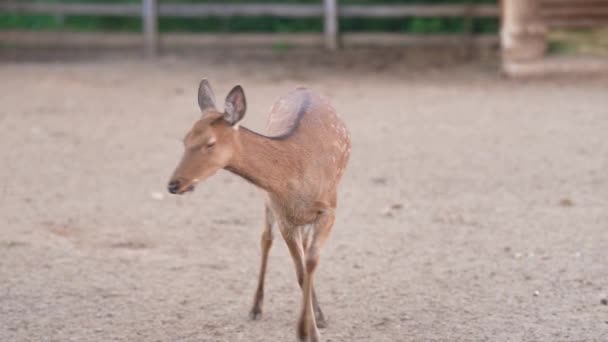 Rehe Zoo Rehe Der Voliere — Stockvideo