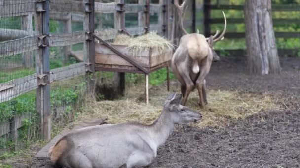 Herten Dierentuin Herten Volière — Stockvideo