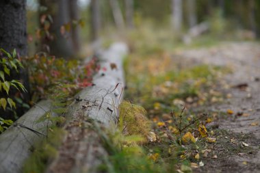 Ormanın muhteşem sonbahar manzarası