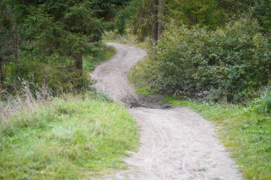 Ormanın muhteşem sonbahar manzarası