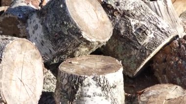 Soba ve banyo için kış için yakacak odun hazırlıyorum. Odun yığını, kocaman kütüklerin manzarası. Kırsal yaşam.