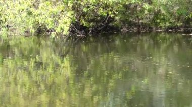 Yaz gününde nehir akıntısı