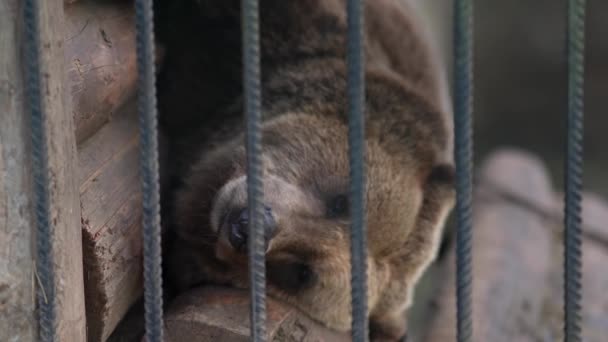 Ведмідь Клітці Тварина Зоопарку Тримаючи Ведмедів Літаку Дикий Звір Полоні — стокове відео