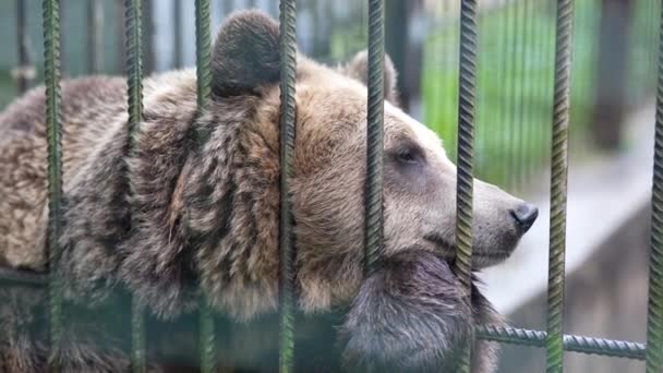 Urso Uma Gaiola Animal Zoológico Manter Ursos Aviário Besta Selvagem — Vídeo de Stock