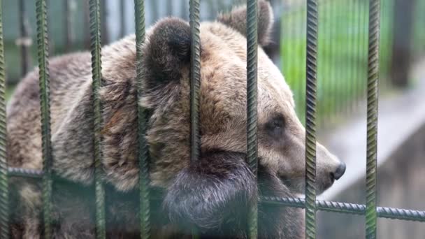 檻の中で動物園の中で 野良犬に熊を飼っている 飼育下の野生の獣 — ストック動画