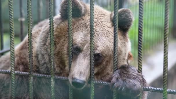 Ведмідь Клітці Тварина Зоопарку Тримаючи Ведмедів Літаку Дикий Звір Полоні — стокове відео