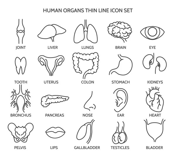 Ícones de linha de órgãos humanos — Vetor de Stock