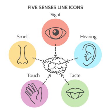Five senses line icons clipart