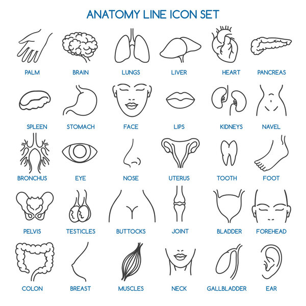 Anatomy line icons