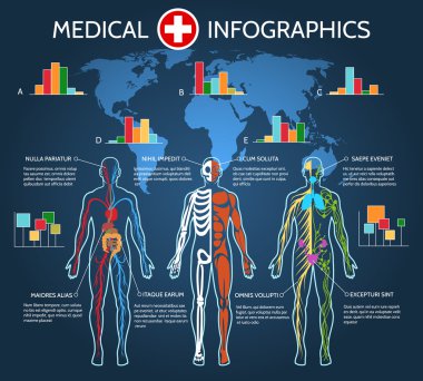 İnsan vücudu anatomisi Infographic