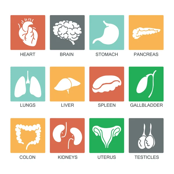 인간의 내부 장기 세트 — 스톡 벡터