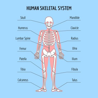 insan iskelet sistemi