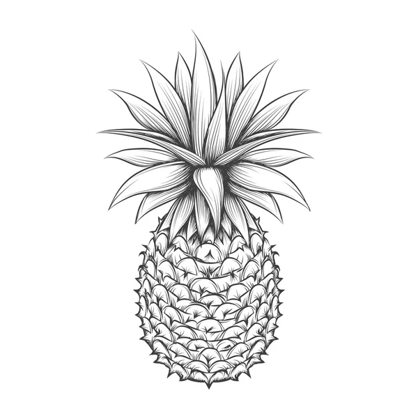 Hand drawn pineapple — Stock Vector