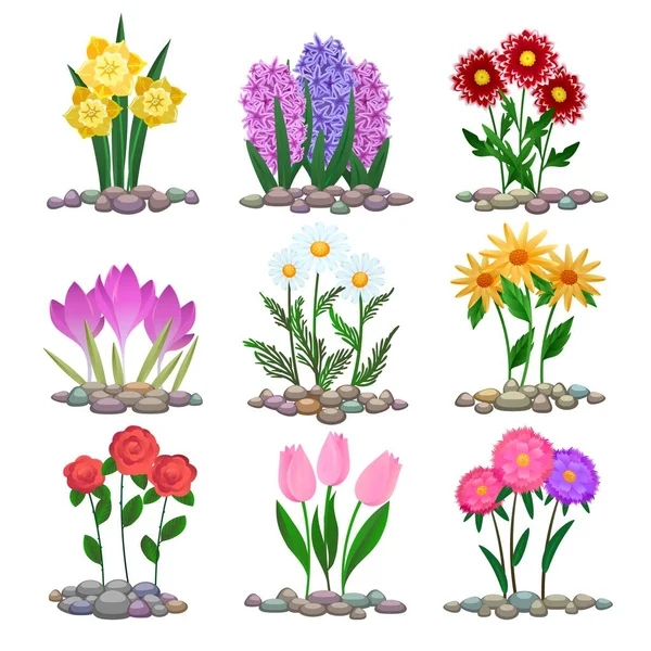 Kerti virágok növények a talajban — Stock Vector