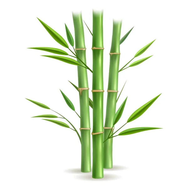 Green bamboo stems — Stock Vector