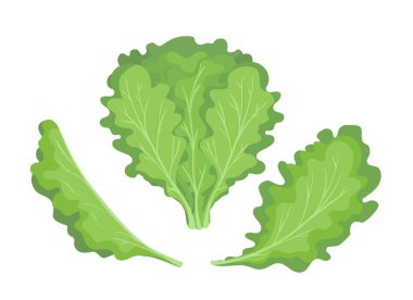 Yeşil marul yaprakları