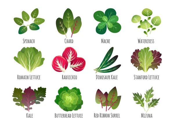 Salátové listy, zeleninové rostliny — Stockový vektor