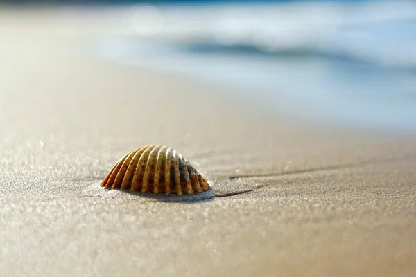 Coquille sur la plage — Photo