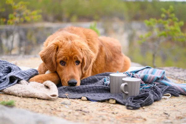 Ένα Λυπημένο Σκυλί Ξαπλώνει Πλεκτά Πράγματα Στο Δρόμο Φθινοπωρινή — Φωτογραφία Αρχείου