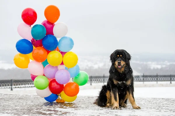 Χειμώνα Σκύλος Κάθεται Δίπλα Ένα Μεγάλο Μάτσο Μπαλόνια Και Κοιτάζει — Φωτογραφία Αρχείου