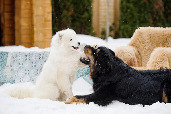 Δύο Σκυλιά Παίζουν Στην Αυλή Χειμώνα Ένα Άσπρο Σκυλί Και — Φωτογραφία Αρχείου