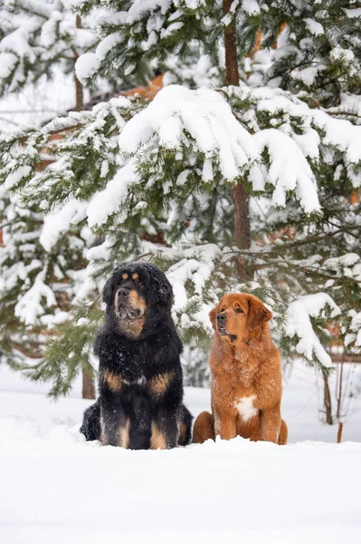 Dogs sit near a pine tree. Dogs of the Tibetan Mastiff breed.
