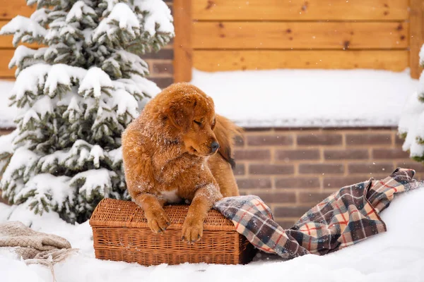 Big beautiful dog sits with closed eyes in winter. Red-haired dog of the Tibetan Mastiff breed. A ginger dog sits on a wicker basket and a plaid blanket near a Christmas tree.