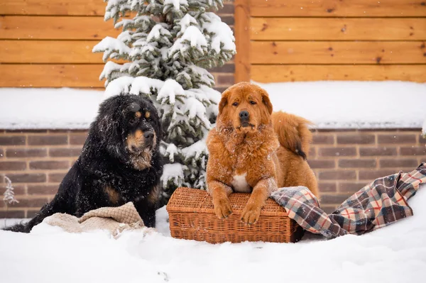 Δύο Μεγάλα Όμορφα Σκυλιά Κάθονται Κοντά Στο Έλατο Χειμώνα Σκύλοι — Φωτογραφία Αρχείου