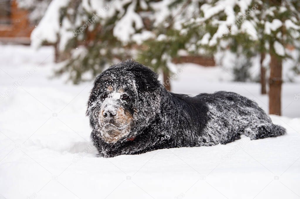 A large dog covered with snow. The Tibetan mastiff lies in a snowdrift.