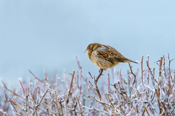 A small sparrow on the tip of a branch in a very strong frost. The branches are covered with frost. Portrait of a sparrow on a winter day.