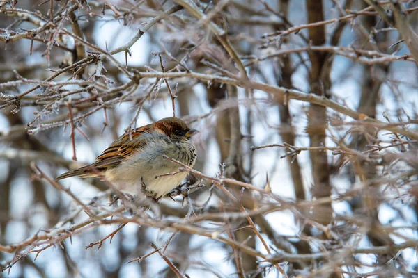 A fluffy sparrow sits among the branches on a frosty day. Portrait of a small bird in severe frost.