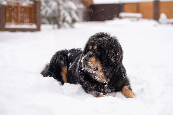 Ένα Μεγάλο Όμορφο Μαύρο Σκυλί Βρίσκεται Στο Χιόνι Και Κοιτάζει — Φωτογραφία Αρχείου