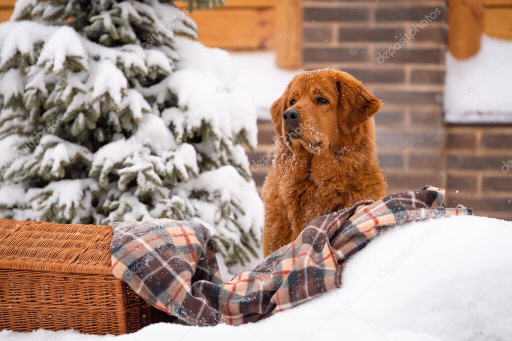 A red Tibetan mastiff sits near a blanket and a snowdrift. Portrait of a beautiful dog.