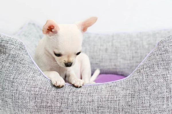 White little sad puppy. A cute chihuahua popoda puppy feels guilty and looks down.