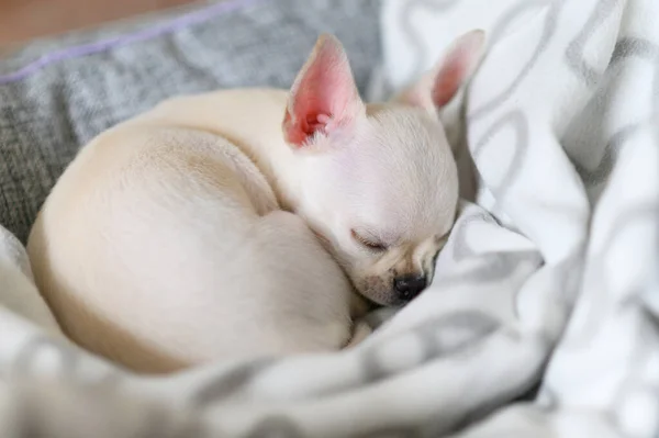 Küçük beyaz bir köpek battaniyenin üzerinde kıvrılmış uyuyor. Chihuahua köpeği..
