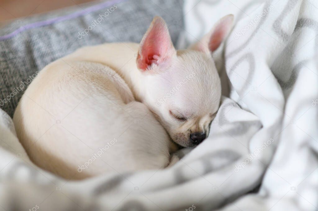 A small white dog sleeps curled up on a blanket. Chihuahua puppy.