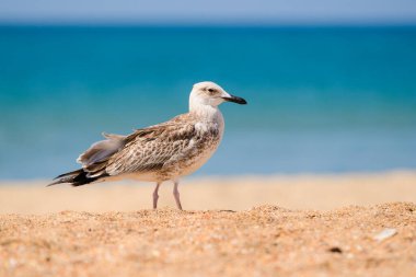 Deniz kıyısında güzel bir martı. Sahildeki bir martının portresi..