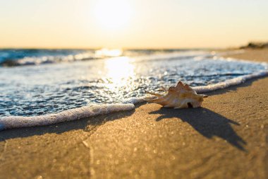 Sabahın erken saatlerinde deniz manzarası. Harika bir deniz manzarası ve büyük bir deniz kabuğu. Kabuğa seçici odaklanma.
