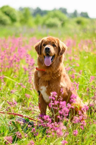 Cão Grande Positivo Senta Prado Verão Sorri — Fotografia de Stock