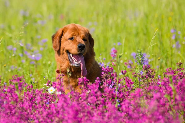 Belo Cão Prado Verão Com Flores Rosa Retrato Verão Cão — Fotografia de Stock