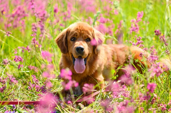 Cão Positivo Raça Mastiff Encontra Grama Com Flores Cor Rosa — Fotografia de Stock