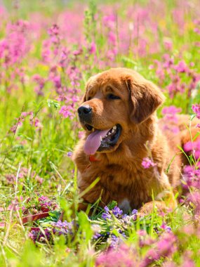 Büyük bir kızıl köpek yaz otlağında dinleniyor. Dikey çerçeve. Kırmızı bir mastürün portresi.