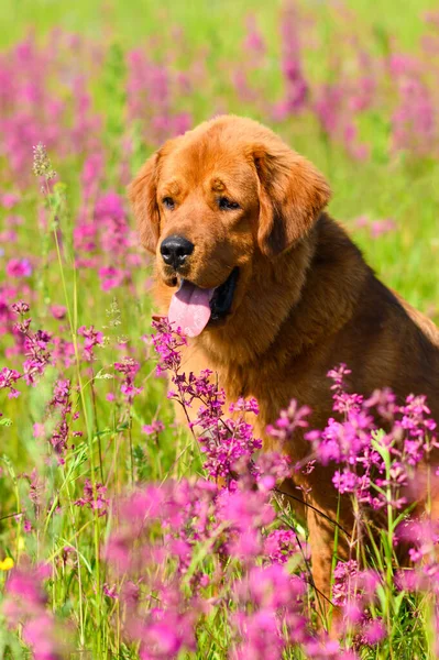 Grande Cão Ruivo Campo Com Flores Retrato Vertical Mastim Raça — Fotografia de Stock