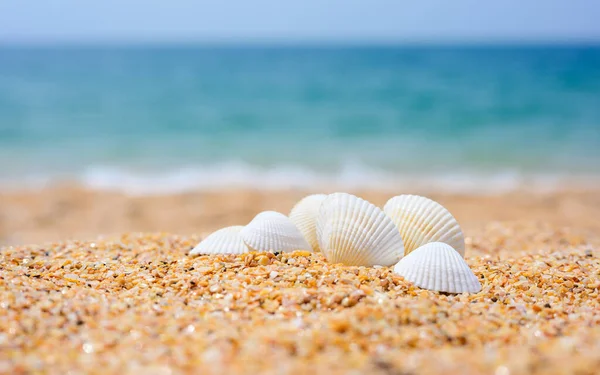 Lindos Conchas Brancas Praia Areia Dia Ensolarado Foco Seletivo Uma — Fotografia de Stock