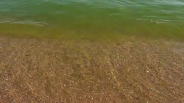 Mar Negro Com Muitas Algas Verdes Grama Mar Durante Desova — Vídeo de Stock
