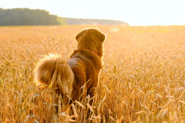 Grande Cão Ruivo Fica Campo Olha Para Pôr Sol Foco — Fotografia de Stock